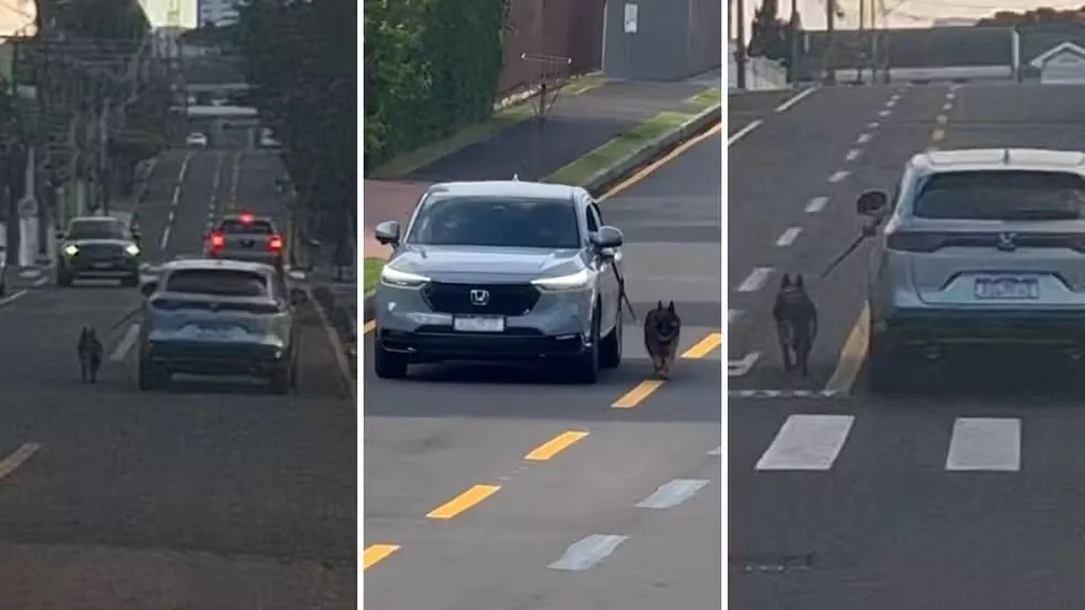 Motorista dirige com cachorro preso para fora do carro nos Campos Gerais; veja o vídeo