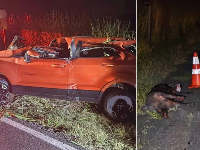 MAIS UMA TRAGÉDIA: colisão com javali provoca capotamento e morte de motorista em Joaquim Távora