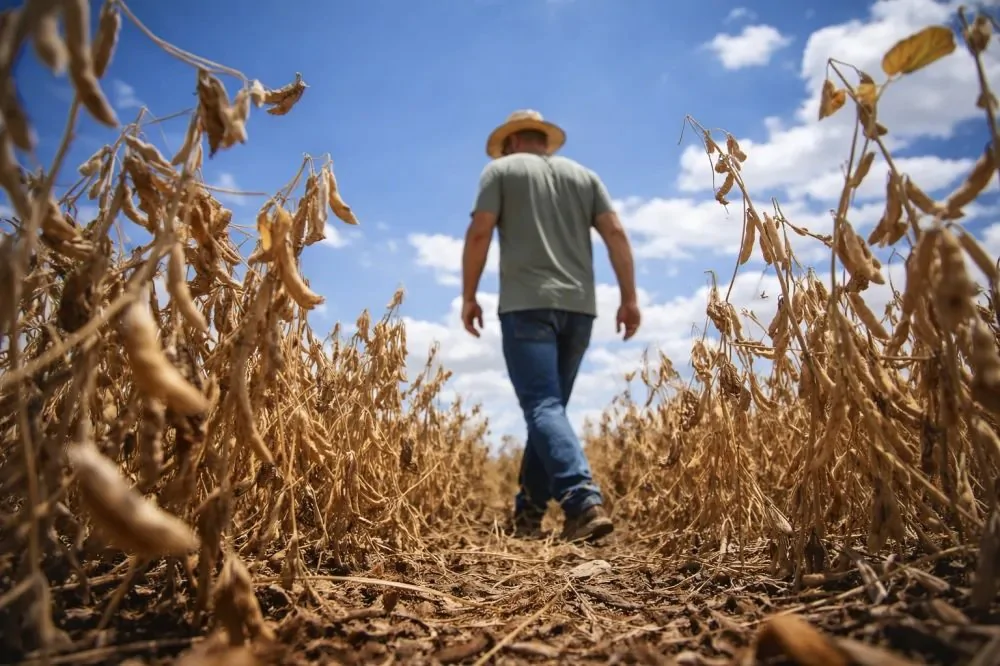 Norte Pioneiro completa um ano de chuvas abaixo da média e seca preocupa o agronegócio