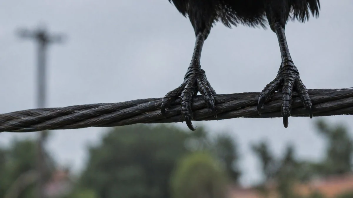 Você sabia? Existe um animal que consegue reconhecer rostos humanos e “guardar rancor” por anos