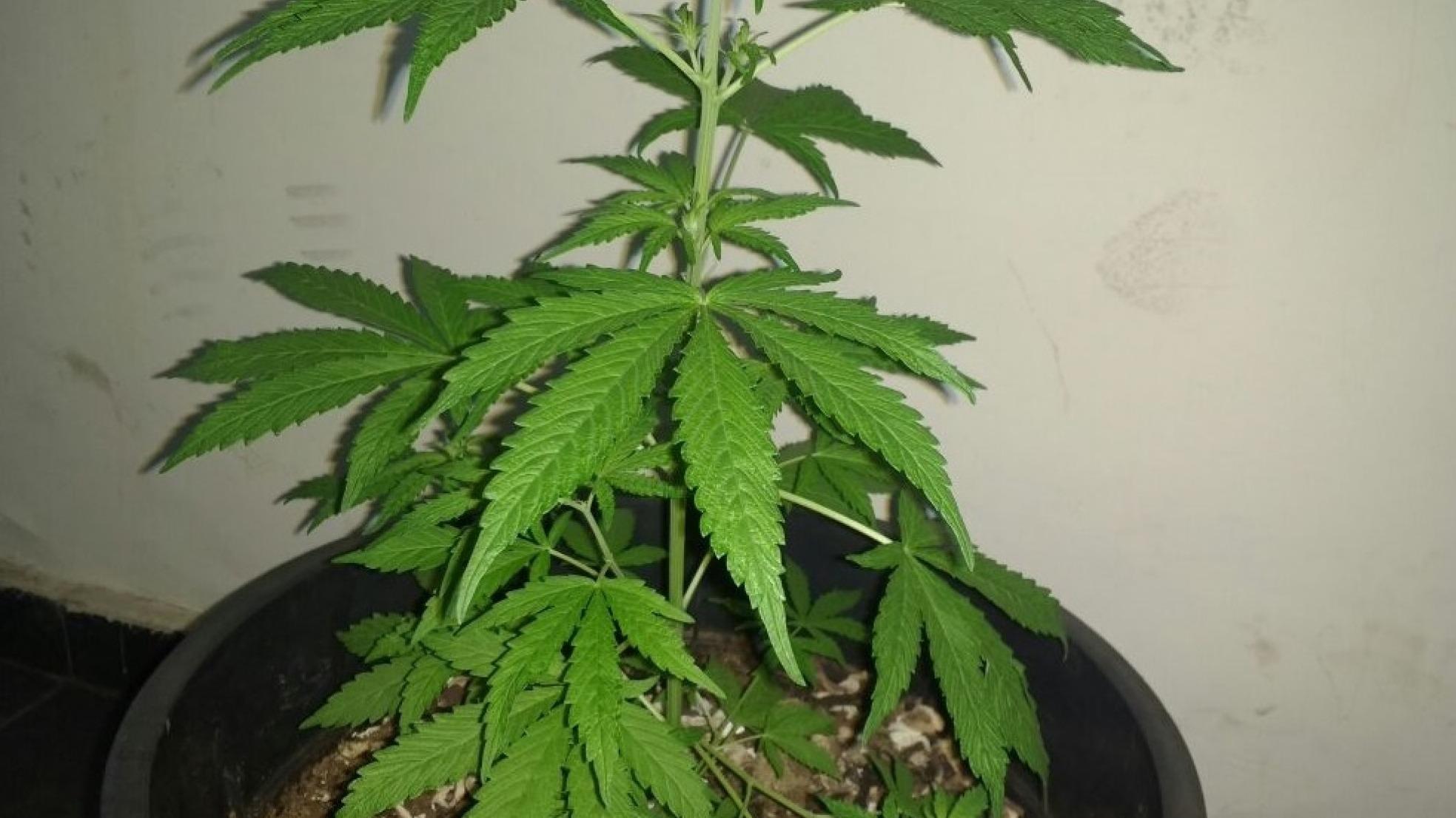 Jovem ameaça atear fogo na casa após sua mãe encontrar pé de maconha