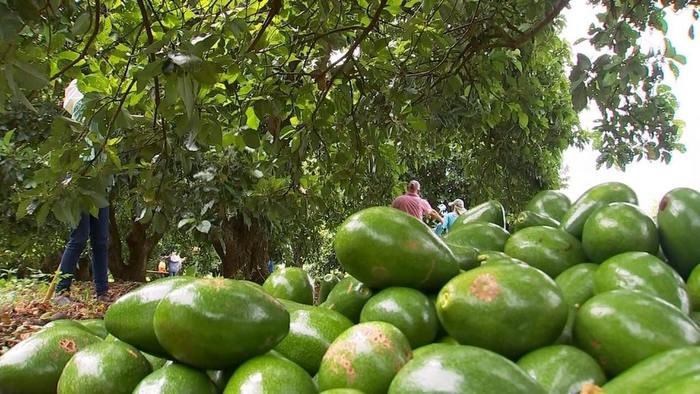 Casal do Norte Pioneiro aposta no abacate como opção de renda