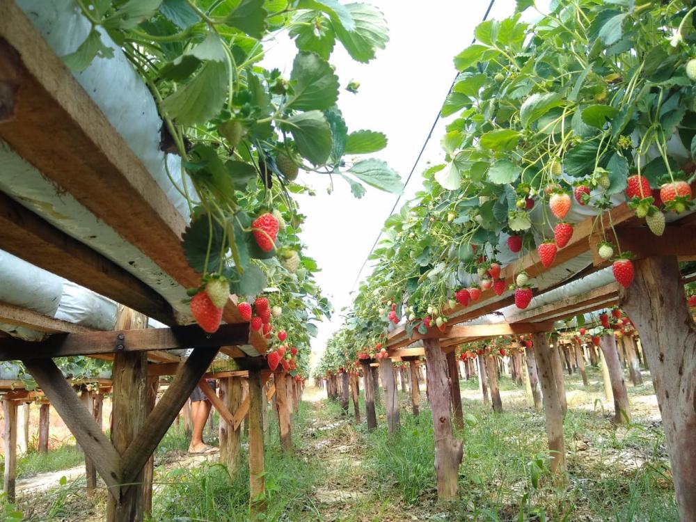 Tomazina, Pinhalão, Japira e Jaboti criam associação de produtores de morango e buscam selo especial de qualidade