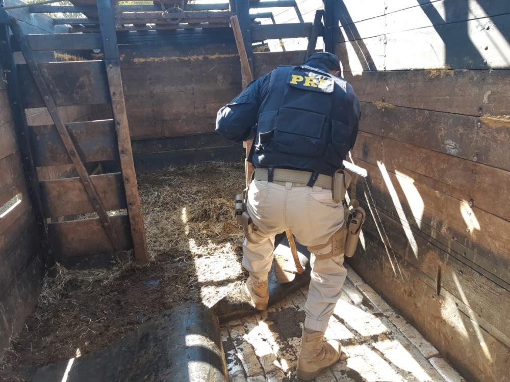 Polícia encontra mais de 800 Kg de maconha em caminhão que transportava cavalos