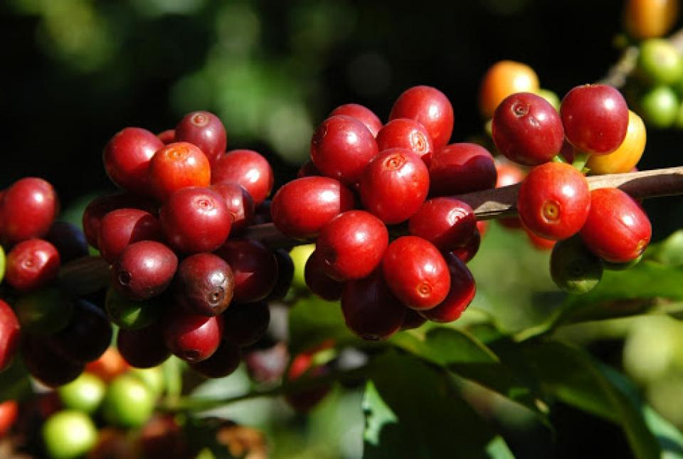 Concurso Café Qualidade Paraná abre período de inscrições