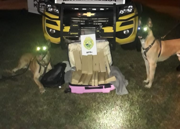 Cães encontram 20kg de maconha em ônibus de viagem no Norte Pioneiro