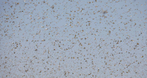 Paraná monitora nuvem de gafanhotos, mas chegada no Brasil 'é pouco provável'