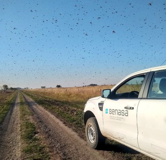 Nuvem de gafanhotos não entrou no Brasil, mas agricultura mantém alerta