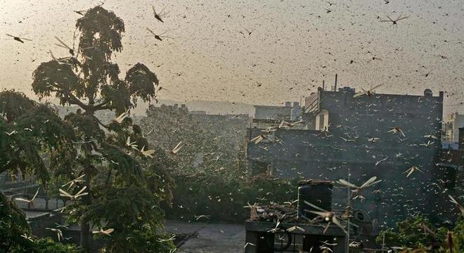 Acha que passou? RS e SC declaram estado de emergência para combate de gafanhotos