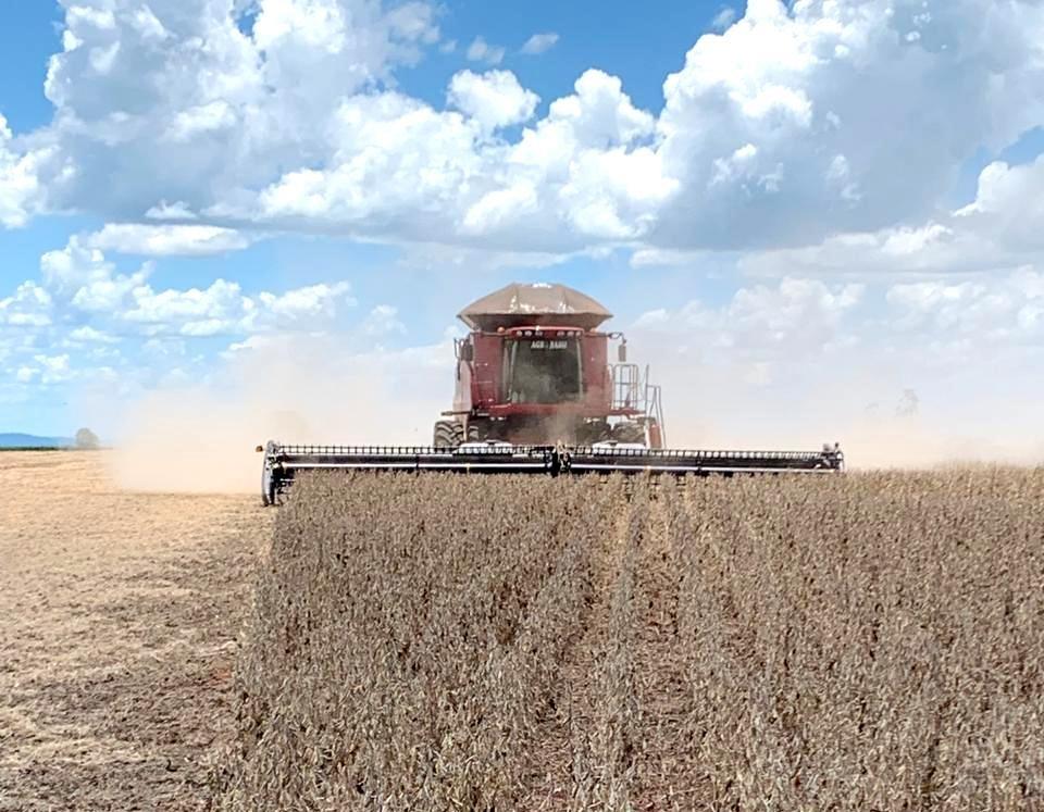 Estiagem pode comprometer em até 40% a produção de soja no Norte Pioneiro