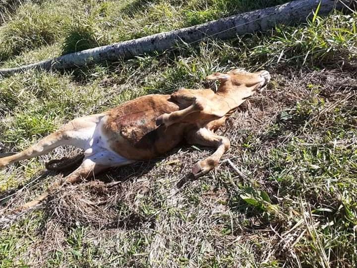 Ventos e granizo do “Ciclone Bomba” destruíram casas e mataram um bezerro em ventania