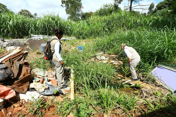 Paraná vê pior ano epidemiológico em casos e mortes por dengue