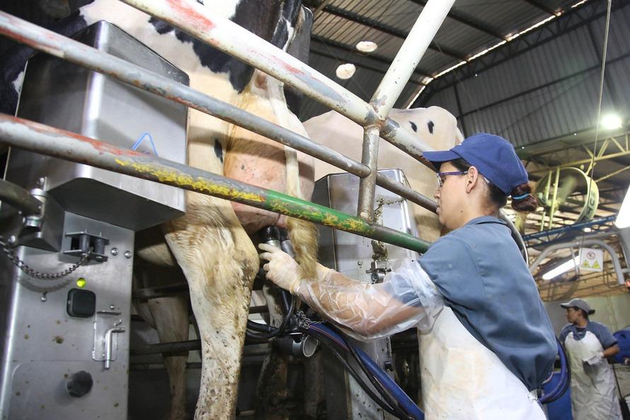 Estado é o segundo maior produtor de leite do Brasil, confirma IBGE