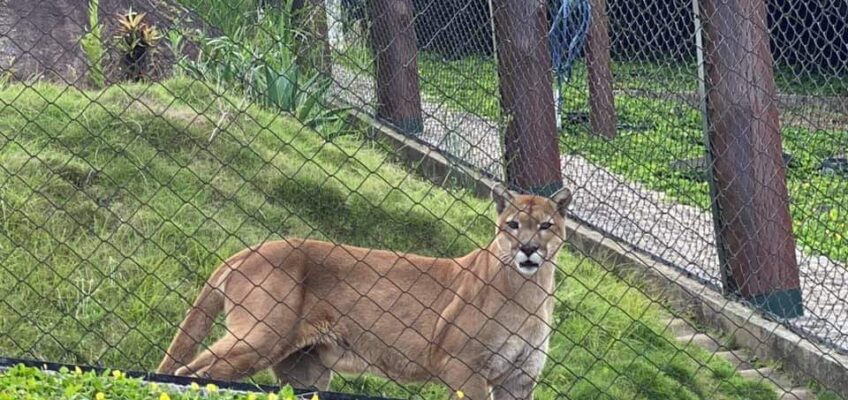 Governo sanciona concessão de Título de Utilidade Pública à Associação de Pesquisa e Conservação de Animais Silvestres