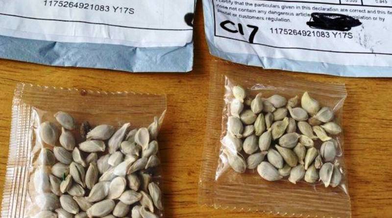 Sementes vindas da China são perigosas e Paraná já registrou 26 casos, alertam autoridades