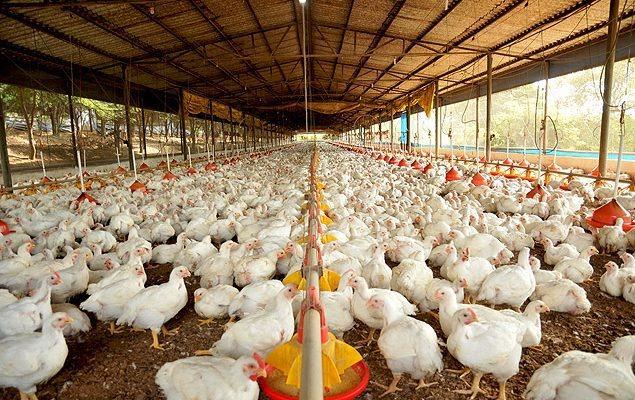 Com altas temperaturas, avicultores devem redobrar atenção