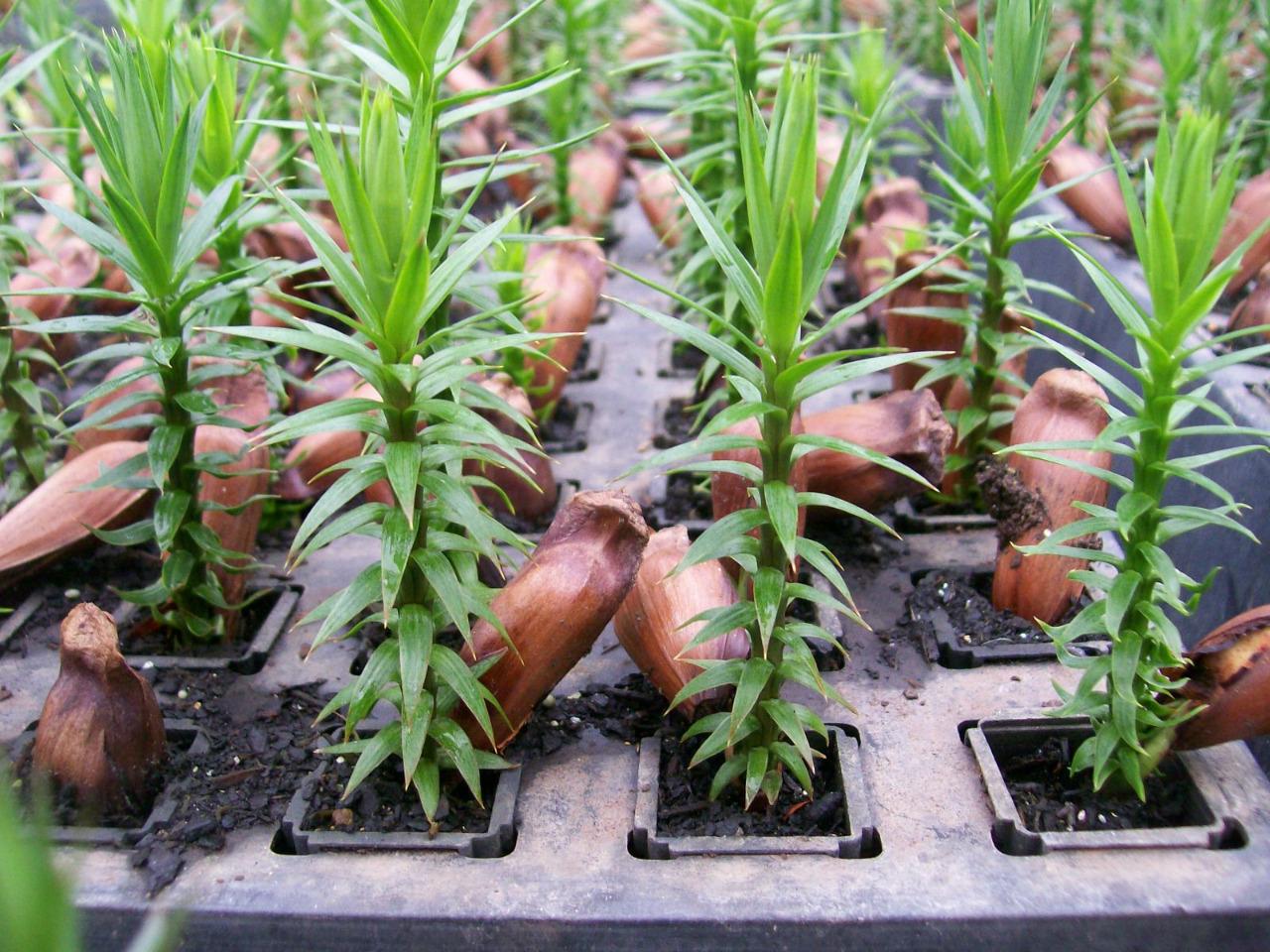 Paraná estimula plantio de 10 milhões de árvores nativas até 2022