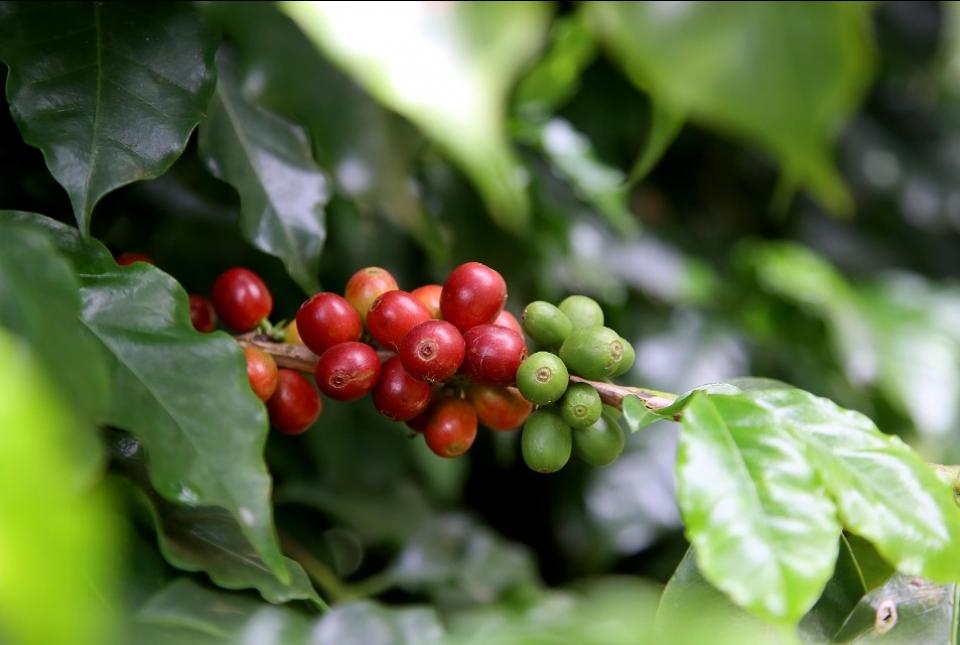 Produtores do Norte Pioneiro são os vencedores do Café Qualidade Paraná 2020