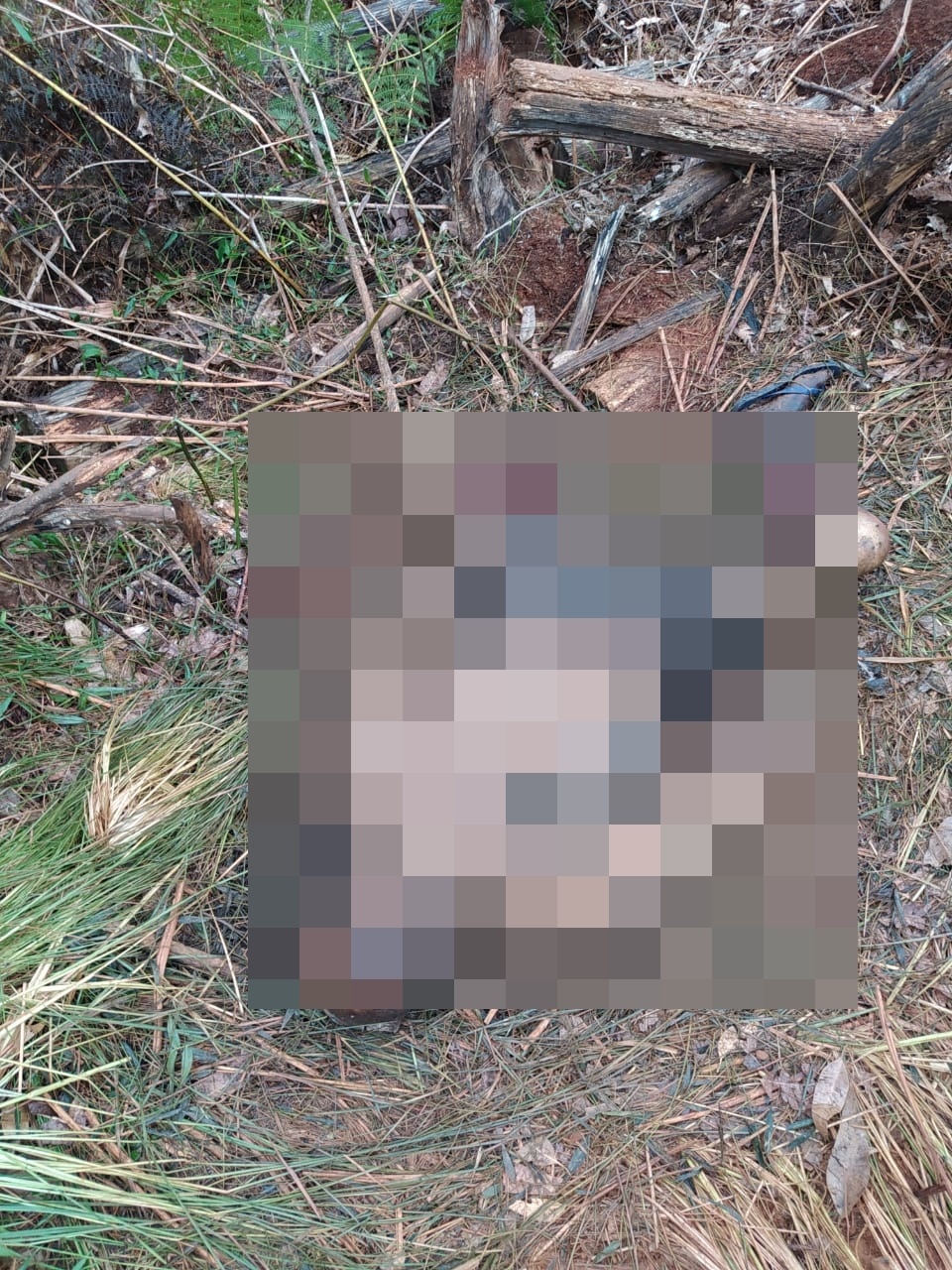 Homem encontra corpo em decomposição na estrada do Aeroporto em Arapoti