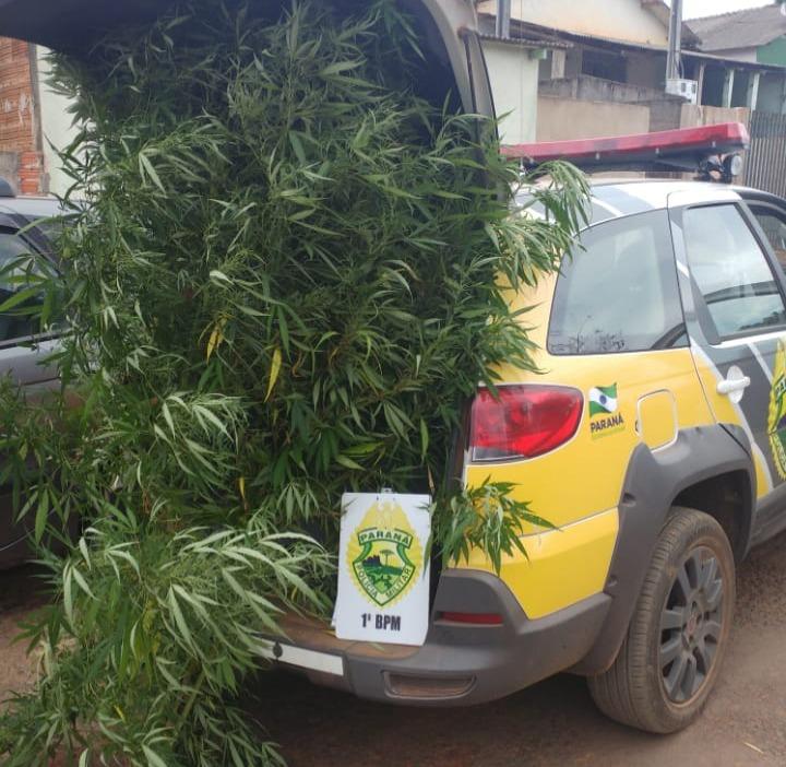Homem é detido com pés de maconha do filho