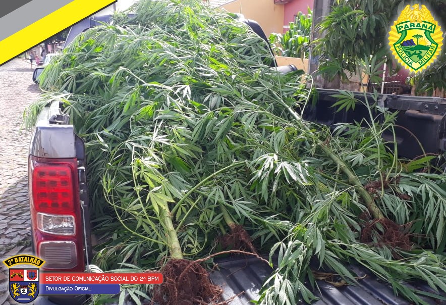 Polícia encontra plantação de maconha em Wenceslau Braz