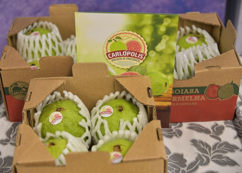Goiaba produzida em Carlópolis ganha mercado internacional