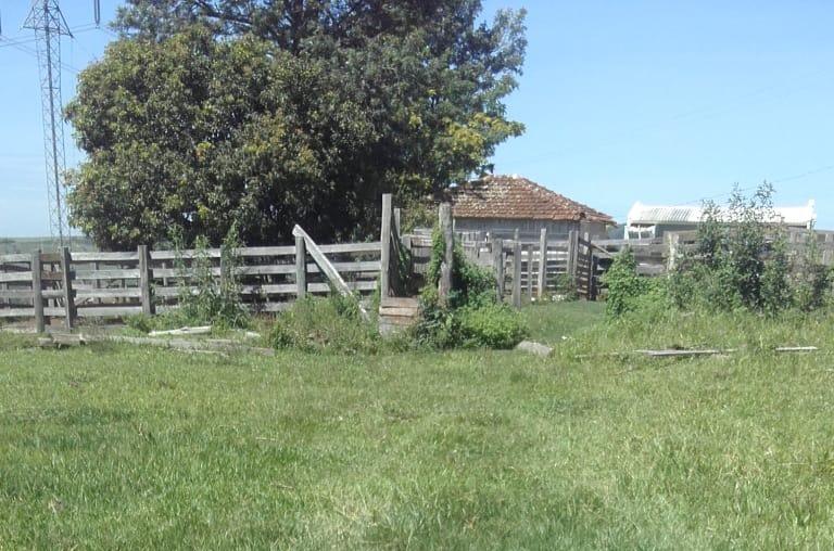 Bandidos invadem fazenda e furtam gado em W. Braz