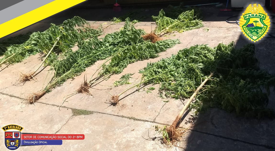 Denúncia anônima leva policiais a plantação de maconha em Ribeirão do Pinhal