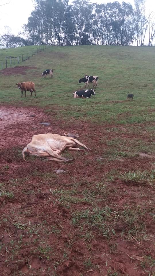 Gado de Arapoti é encontrado morto em pastos da região; polícia suspeita de estelionato