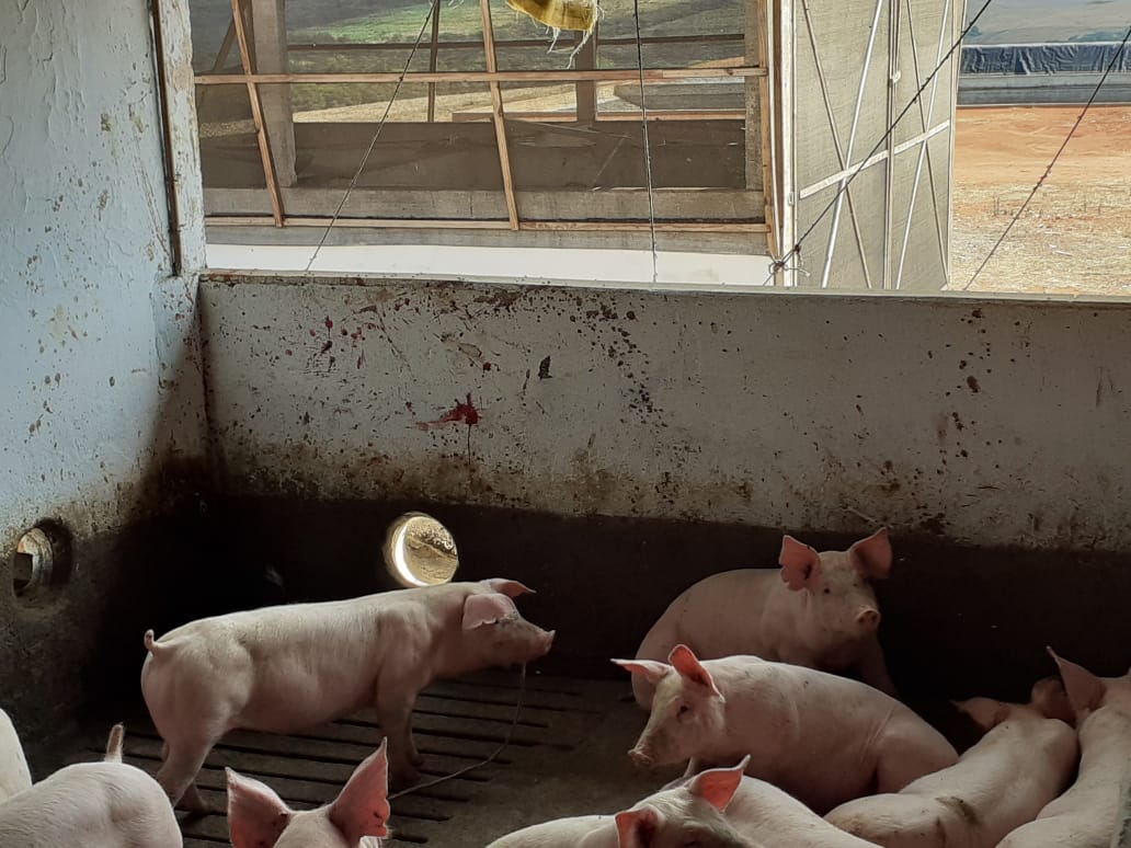 Furto de porcos causa prejuízo a produtores em Arapoti