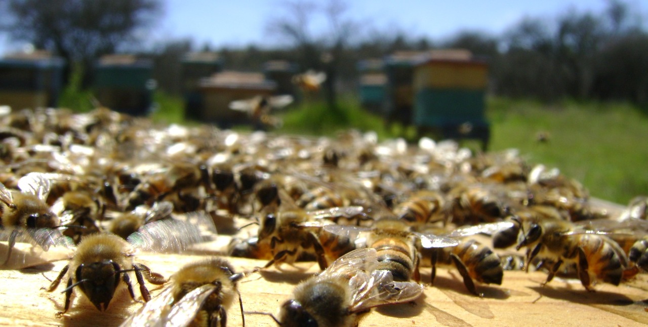 Arapoti e Ortigueira colocam o Paraná como destaque na produção de mel
