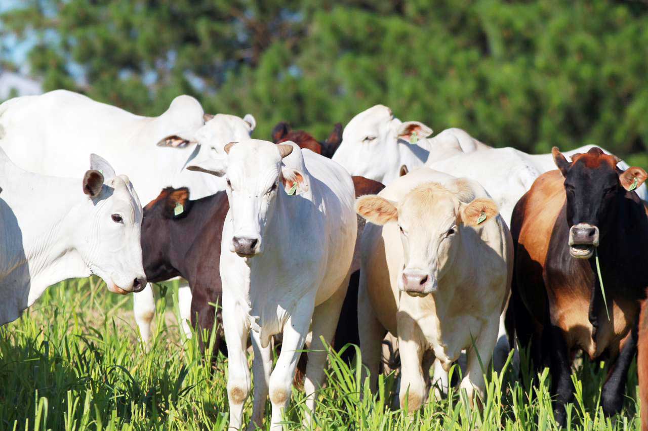 Comunidade internacional confirma nesta quinta Paraná como área livre de febre aftosa sem vacinação