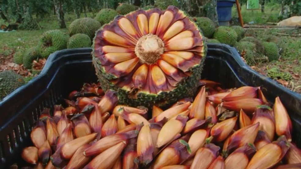 Safra de pinhão movimenta atividades de produtores e bancas de 'beira de estrada', no Paraná