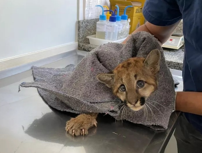 Onça parda filhote é resgatada após ser atropelada em Ribeirão Claro