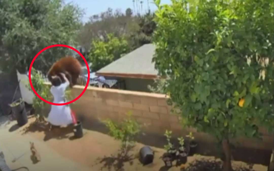 Adolescente enfrenta ursa para salvar cachorros