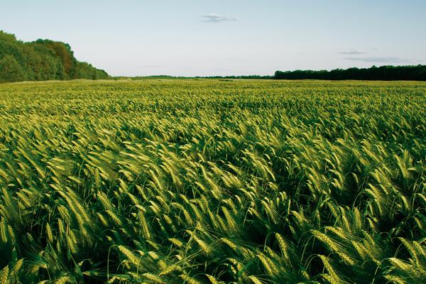 Cultivo de cevada cresce e ganha destaque no Paraná