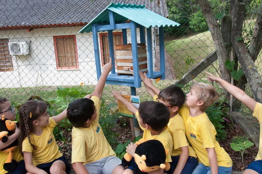 Abelhas sem ferrão podem ser criadas em casa; confira dicas