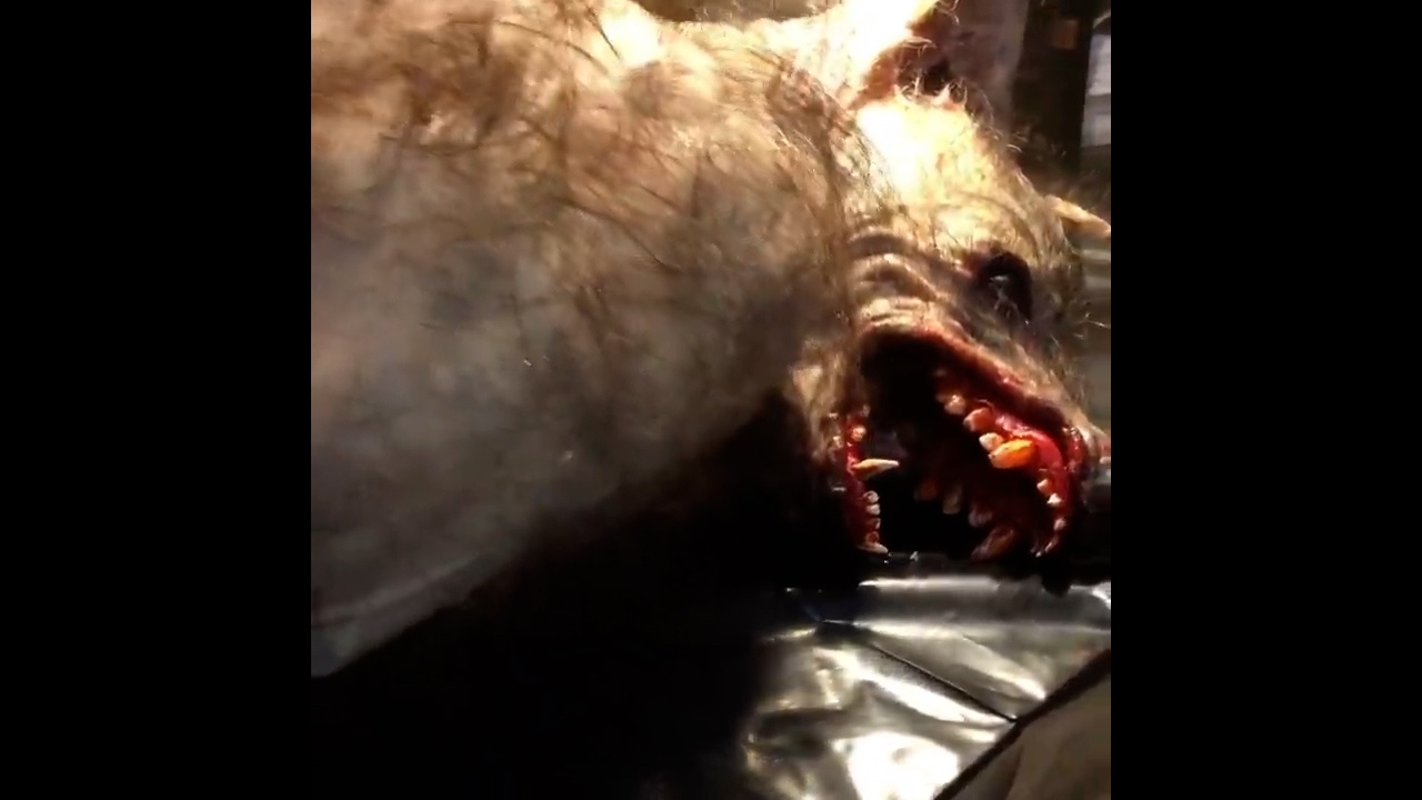 Entenda o caso do lobisomem que aparentemente foi morto no Paraná