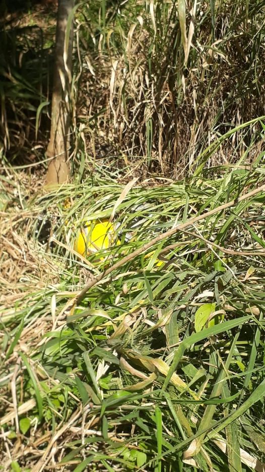 Jovem é encontrado morto em córrego entre Tomazina e Pinhalão