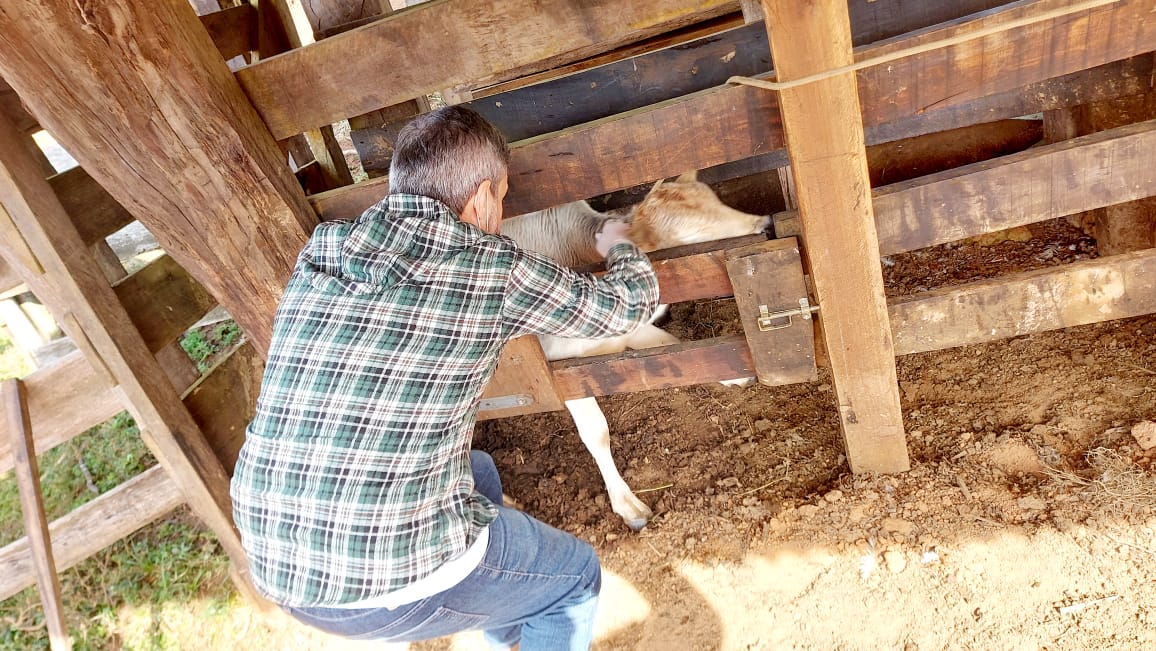 Prefeitura de Jaguariaíva disponibiliza serviço de vacinação contra brucelose bovina