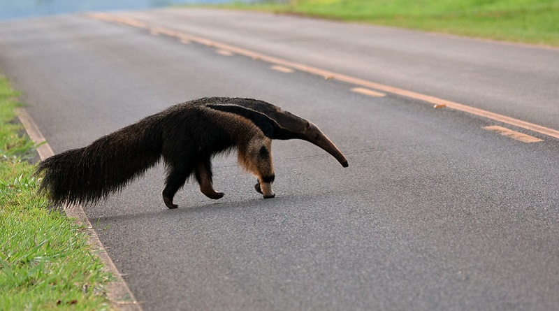 Tamanduá Bandeira encontrado no Centro de Jaguariaíva é levado para Ponta Grossa