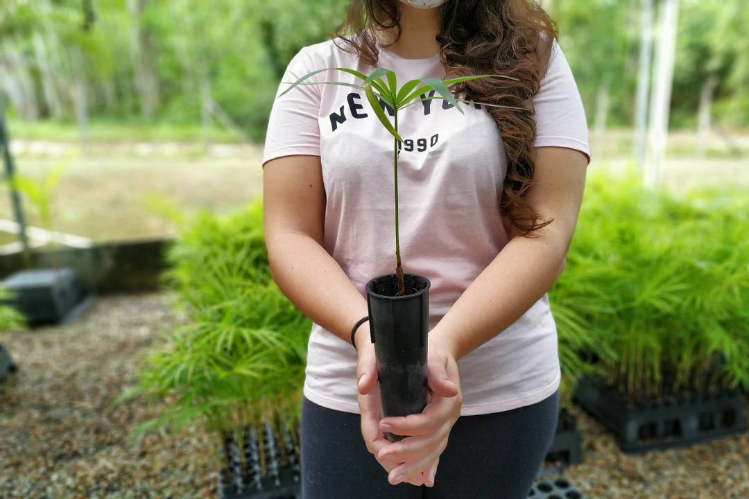 Moradores de Cornélio Procópio poderão trocar alimentos por mudas de árvores nativas