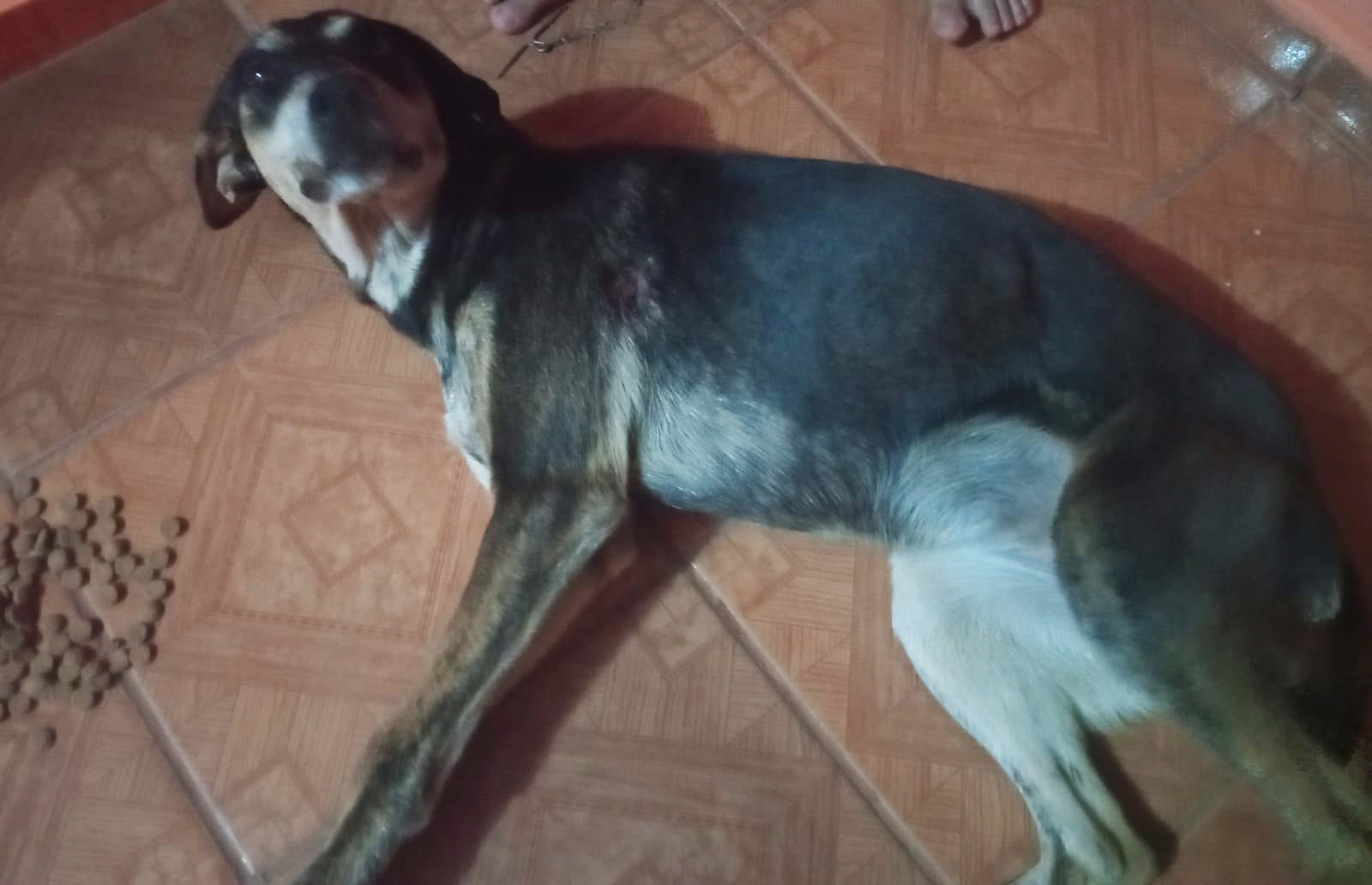 Homem é detido após dar tiro em cachorro em Joaquim Távora