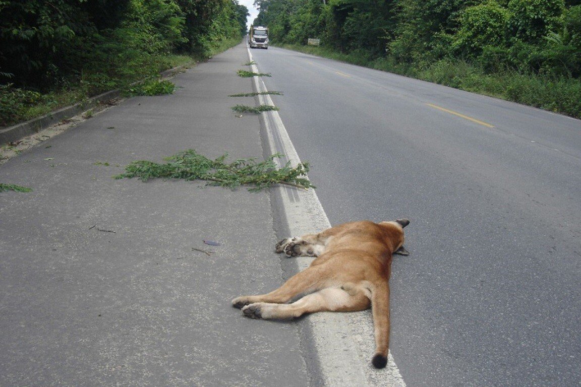 Lei prevê que motoristas devem prestar socorro a animais atropelados; multa pode chegar a R$ 50 mil
