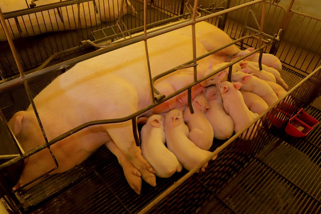 Paraná registra crescimento na produção de frangos, porcos e leite no 2º trimestre