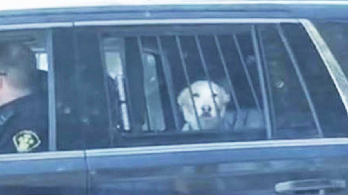 Cachorro participa de assalto à loja de celulares com mais três comparsas