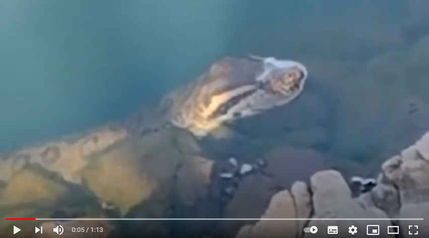 Vídeo que mostra sucuri na Lagoa Azul em Jaguariaíva é Fake