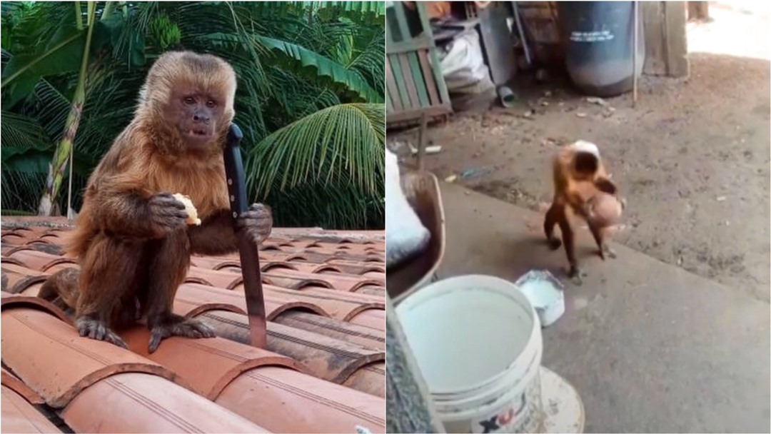 Macaco invade residência, pega faca, faz família de refém: Veja o vídeo