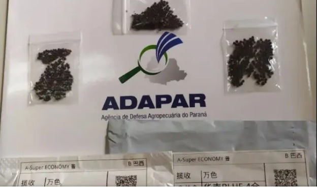 Morador de Ibaiti recebe pacote com sementes vindas da China