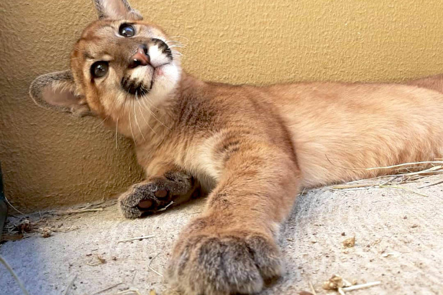Onça encontrada em Ribeirão Claro é nova moradora do Zoológico de Curitiba